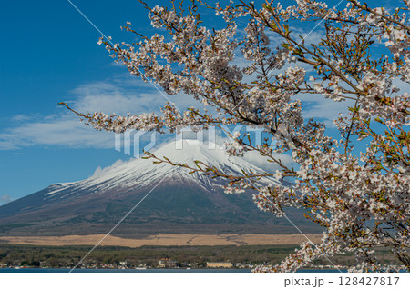 山中湖親水公園(長池親水公園)の桜と富士山 山中湖親水公園(長池親水公園)の桜と富士山 128427817