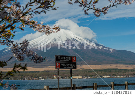 山中湖親水公園(長池親水公園)の桜と富士山 山中湖親水公園(長池親水公園)の桜と富士山 128427818
