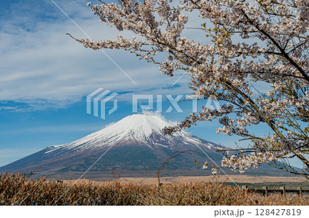 山中湖親水公園(長池親水公園)の桜と富士山 山中湖親水公園(長池親水公園)の桜と富士山 128427819
