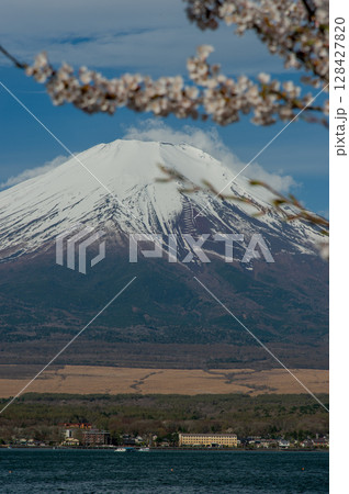 山中湖親水公園(長池親水公園)の桜と富士山 山中湖親水公園(長池親水公園)の桜と富士山 128427820