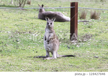 A Kangaroo standing on grass in the sunshine in Wollemi National Park 128427846