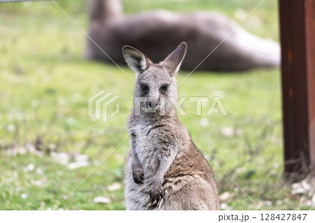 A Kangaroo standing on grass in the sunshine in Wollemi National Park 128427847