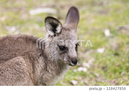 A Kangaroo standing on grass in the sunshine in Wollemi National Park 128427850