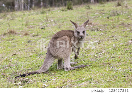 A Kangaroo standing on grass in the sunshine in Wollemi National Park 128427851