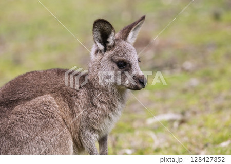 A Kangaroo standing on grass in the sunshine in Wollemi National Park 128427852