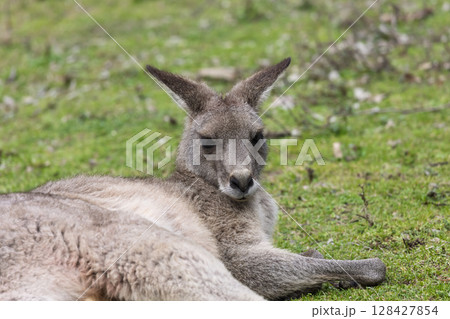 A Kangaroo lying on grass in the sunshine in Wollemi National Park 128427854