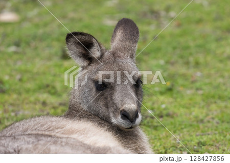 A Kangaroo lying on grass in the sunshine in Wollemi National Park 128427856