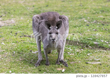 A Kangaroo eating grass in the sunshine in Wollemi National Park 128427857
