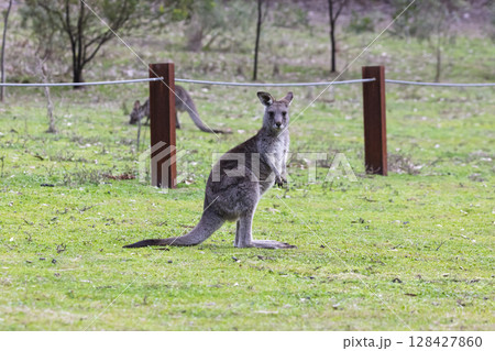 A Kangaroo standing on grass in the sunshine in Wollemi National Park 128427860