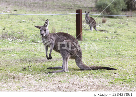 A Kangaroo standing on grass in the sunshine in Wollemi National Park 128427861