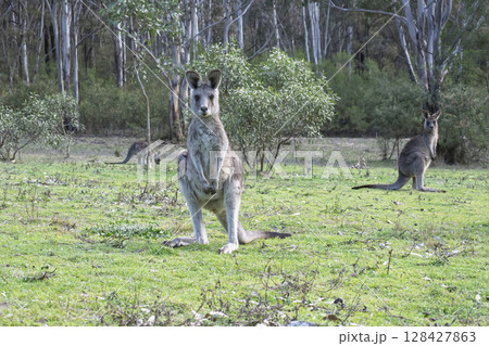 A Kangaroo standing on grass in the sunshine in Wollemi National Park 128427863