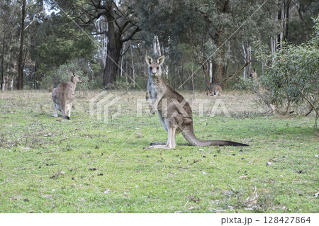 A Kangaroo standing on grass in the sunshine in Wollemi National Park 128427864