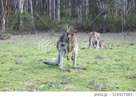 A Kangaroo standing on grass in the sunshine in Wollemi National Park A Kangaroo standing on grass in the sunshine in Wollemi National Park 128427865