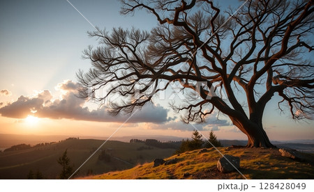 Ancient Tree at Sunset Ancient Tree at Sunset 128428049