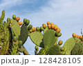 Vibrant Prickly Pear Harvest in Sardinia 128428105