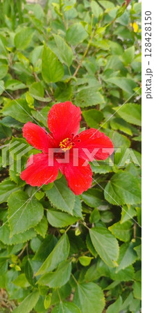 Hibiscus flowers, red wildflowers in bloom. Red hibiscus in garden. 128428150