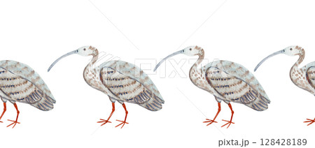 Ibis bird, patterned feathers isolated on white watercolor seamless border isolated on white. Perfect for eco packaging, wildlife books, birdwatching blogs, travel magazines, decor. Hand painted 128428189