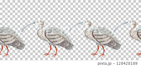 Ibis bird, patterned feathers isolated on white watercolor seamless border isolated on white. Perfect for eco packaging, wildlife books, birdwatching blogs, travel magazines, decor. Hand painted 128428189
