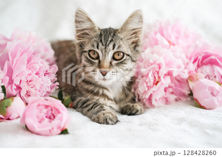 Cute tabby kitten with big eyes lies on a white blanket surrounded by vibrant pink peonies, evoking tenderness and beauty Cute tabby kitten with big eyes lies on a white blanket surrounded by vibrant pink peonies, evoking tenderness and beauty 128428260