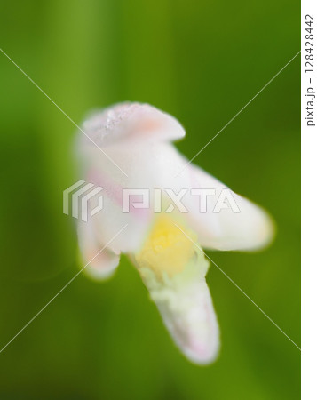 朱鷺草（20250710070432） 128428442