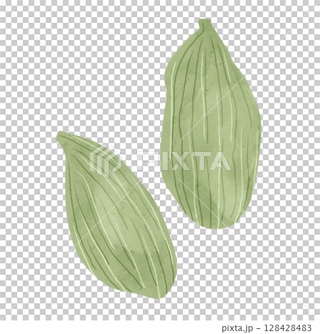 カルダモンの実 水彩風手描きイラスト カルダモンの実 水彩風手描きイラスト 128428483