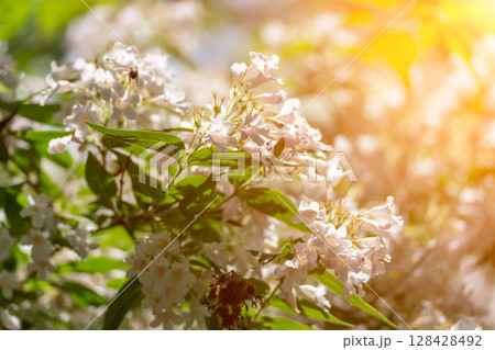 Flowers blossoms spring: White flowers bloom on branches in sunny springtime for nature's beauty. 128428492