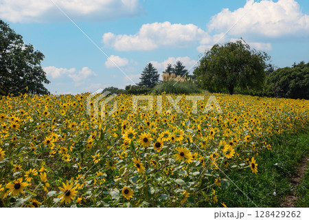 真夏のひまわり畑　4 128429262