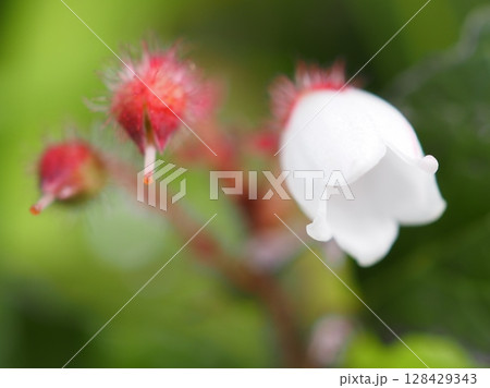 アカモノの花とその後(20250710070653) アカモノの花とその後(20250710070653) 128429343
