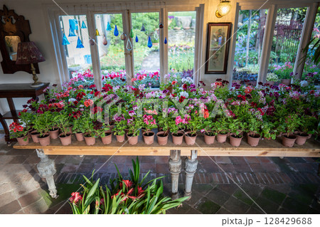 Botanical retail store offering planting materials and landscape tools with multiple pelargonium 128429688