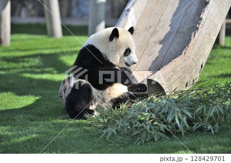 おいしそうな竹を探す梅浜 128429701