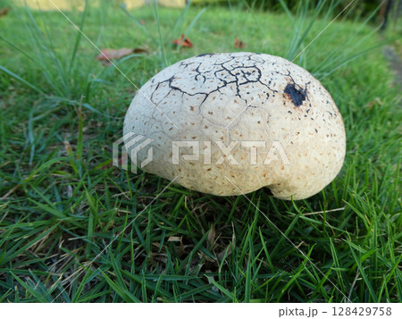 スミレホコリタケの成長写真、発見から二日目のスミレホコリタケの写真 スミレホコリタケの成長写真、発見から二日目のスミレホコリタケの写真 128429758