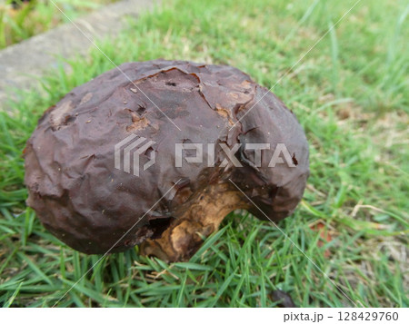 スミレホコリタケの成長写真、発見から7日のスミレホコリタケの写真 128429760