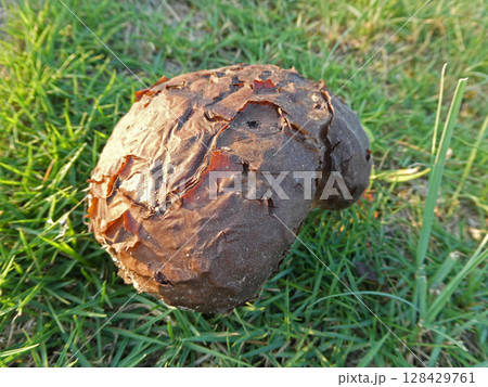 スミレホコリタケの成長写真、発見から7日のスミレホコリタケの写真 128429761