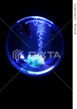 8047 アクアリウム 金魚 8047 アクアリウム 金魚 128429873