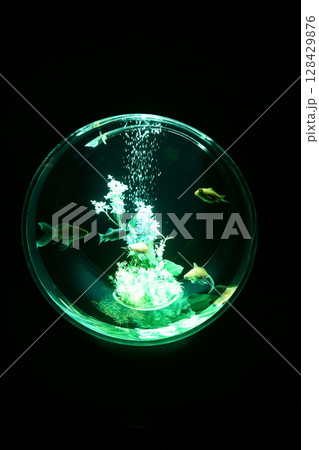 8050 アクアリウム 金魚 8050 アクアリウム 金魚 128429876