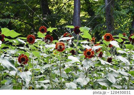 ヒマワリ「F1ルビー」Sunflower 128430031