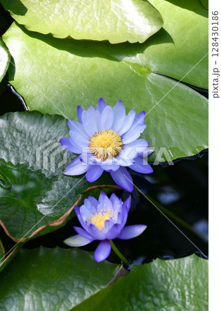 熱帯睡蓮 ニンファエア「イミュタビリス」 Nympheae 'immutabilis' 熱帯睡蓮 ニンファエア「イミュタビリス」 Nympheae 'immutabilis' 128430186