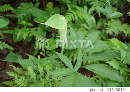 梅雨、針葉樹林の日陰に咲くマムシグサの花 梅雨、針葉樹林の日陰に咲くマムシグサの花 128430194