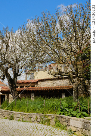 Tree-lined street with bare branches and traditional tiled houses in small town of Fatima Portugal peaceful rural architecture and local scenery. High quality photo 128430233