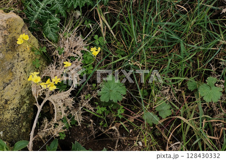 Close up of ground vegetation and wild flora in natural habitat at Cabo da Roca Sintra Portugal featuring yellow wildflowers spiky leaves and lush green foliage in detail. High quality photo 128430332