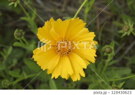 キンケイギク 128430623