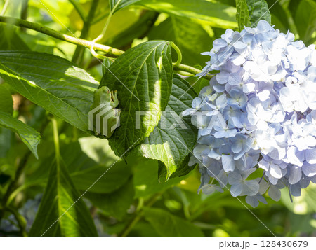 紫陽花の花とモリアオガエル 128430679