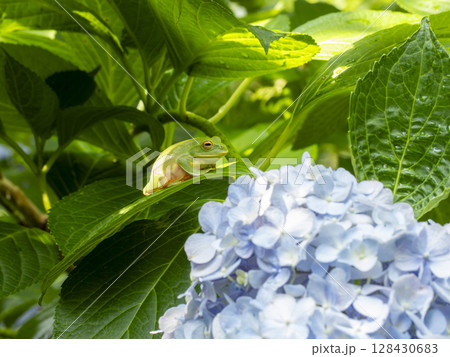 紫陽花の花とモリアオガエル 128430683