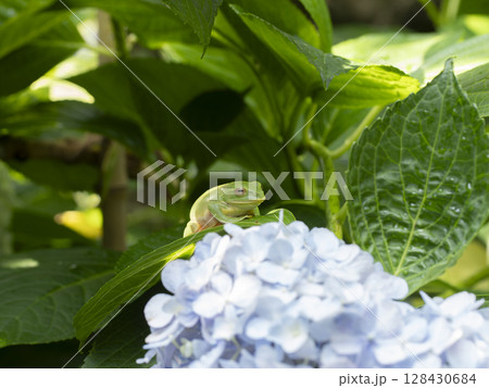 紫陽花の花とモリアオガエル 128430684
