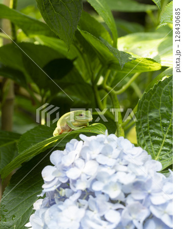 紫陽花の花とモリアオガエル 128430685