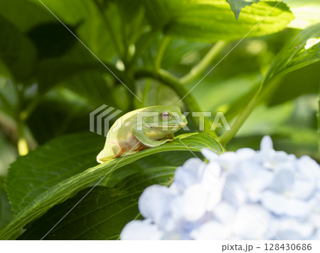 紫陽花の花とモリアオガエル 紫陽花の花とモリアオガエル 128430686