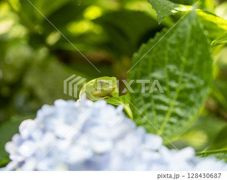 紫陽花の花とモリアオガエル 紫陽花の花とモリアオガエル 128430687