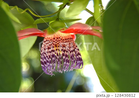 Red passion flower hanging bloom with purple striped corona and lush green bokeh background Red passion flower hanging bloom with purple striped corona and lush green bokeh background 128430812
