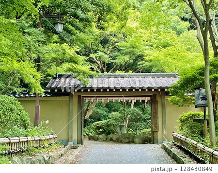 深緑の大磯城山公園 128430849