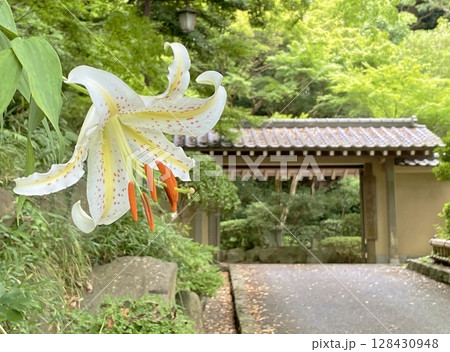 大磯城山公園のヤマユリ 128430948